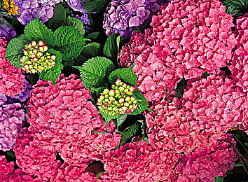 啊∽你tm别 了我的小兔兔：兔砸意外引深思，宠物安全责任记-1