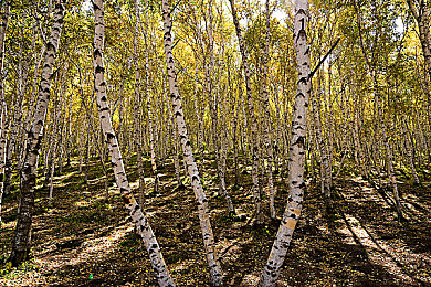 憋尿计划表：趣味“憋尿”挑战生活，新游戏走红玩家圈-3