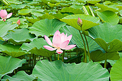 老头抓住奶头大口吃奶：奇幻奶头大陆，冒险等你来挑战-2