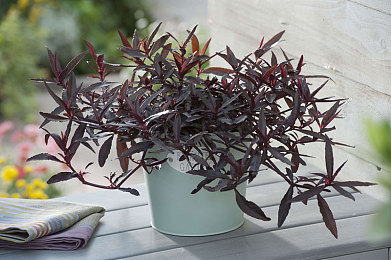 啊∽你tm别 了我的小兔兔：兔砸意外引深思，宠物安全责任记-4